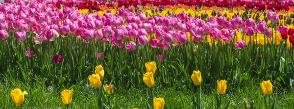 Bloem bed van multicolor tulpen — Stockfoto