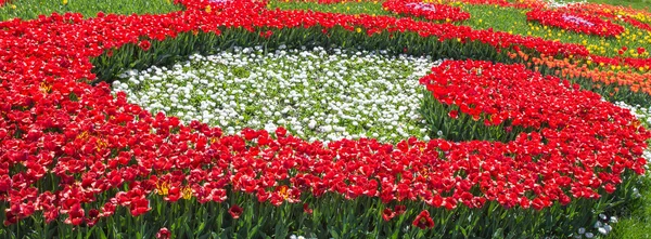 Bloem bed van multicolor tulpen — Stockfoto