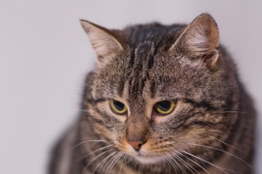 Kedi kanepede dinleniyor..