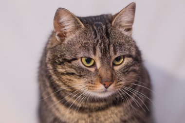 Kedi kanepede dinleniyor..