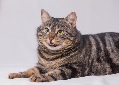 Kedi kanepede dinleniyor..