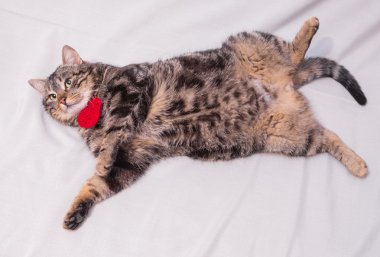 Kedi kanepede dinleniyor..