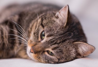 kırmızı iplik topla oynayan kedi