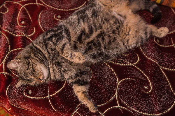 Kat ontspannen op de bank. — Stockfoto