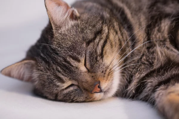 stock image Cat relaxing on the couch.