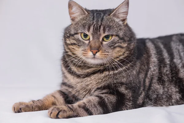 Kedi kanepede dinleniyor..