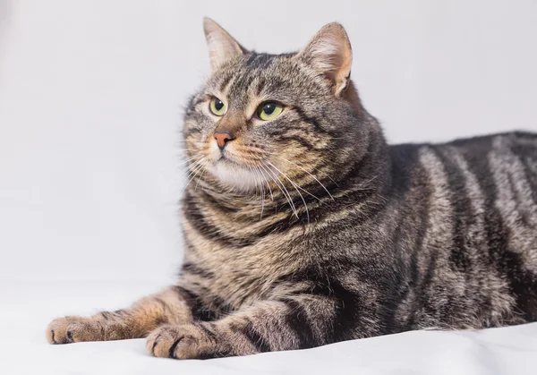 Kedi kanepede dinleniyor..