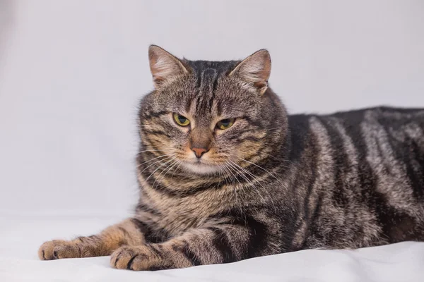 Katt avkopplande på soffan. — Stockfoto