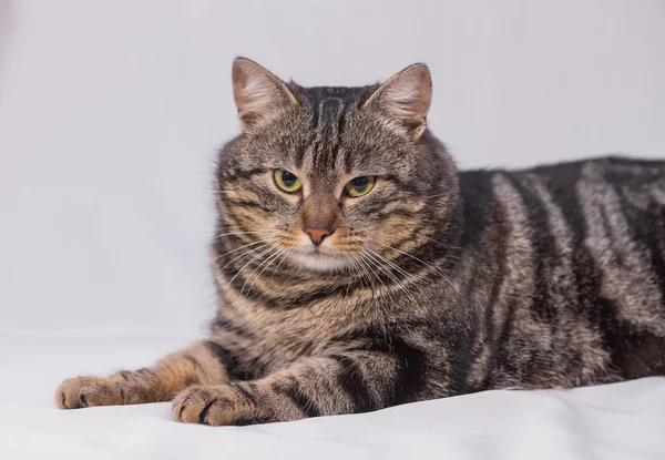 Kedi kanepede dinleniyor..