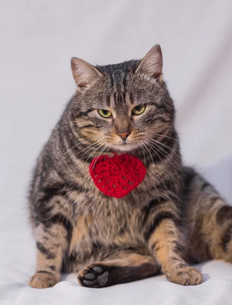 Katt avkopplande på soffan. — Stockfoto