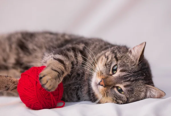 cat playing with ball of red yarn