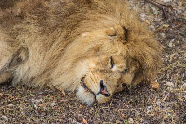 Retrato de primer plano de un león —  Fotos de Stock