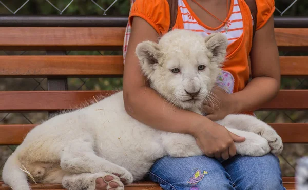 Foto's van Afrika, Lion cub — Stockfoto