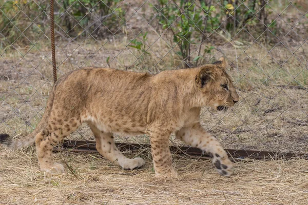 Foto's van Afrika, Lion cub — Stockfoto