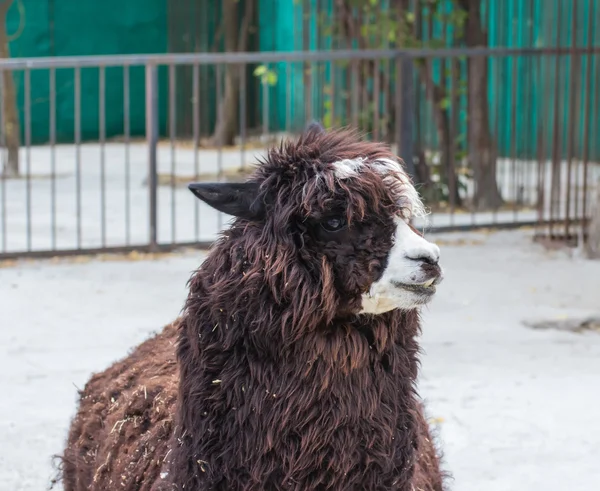 Cute lama alpaca animal closeup portrait — Stock Photo, Image