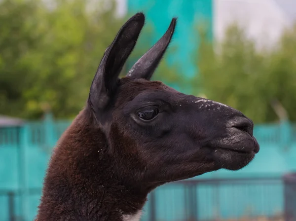 Lindo lama alpaca animal primer plano retrato —  Fotos de Stock