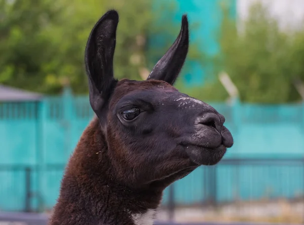 Lindo lama alpaca animal primer plano retrato —  Fotos de Stock