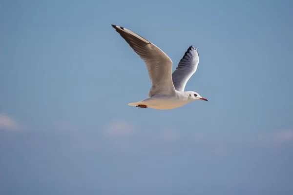 Gaivota do mar branco voando no céu azul — Fotografia de Stock