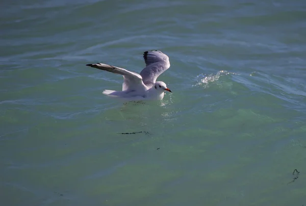 Gaivota fica à beira do oceano — Fotografia de Stock