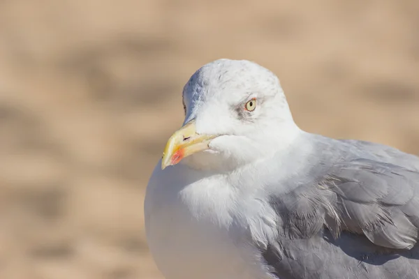 Gaivota fica à beira do oceano — Fotografia de Stock