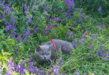 Çim gri İngiliz kedi