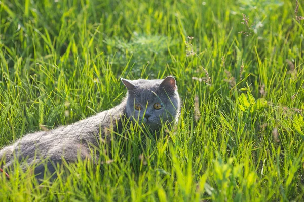 Серый британский кот в траве — стоковое фото