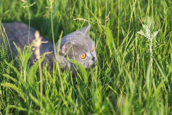 Grigio gatto britannico nell'erba — Foto Stock