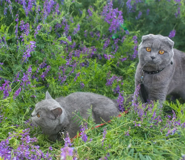 Graue britische Katze im Gras — Stockfoto