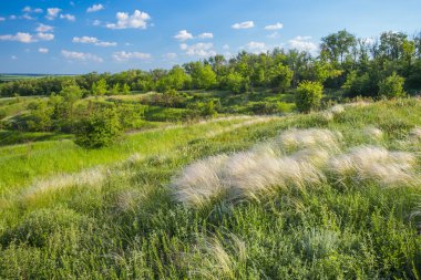 mavi gökyüzünün altında tüy çim alan