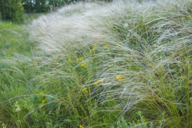 mavi gökyüzünün altında tüy çim alan
