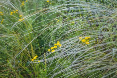 mavi gökyüzünün altında tüy çim alan