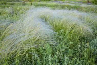 mavi gökyüzünün altında tüy çim alan
