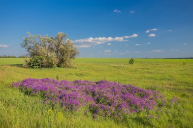 yatay yaz yeşil çimen ve yol