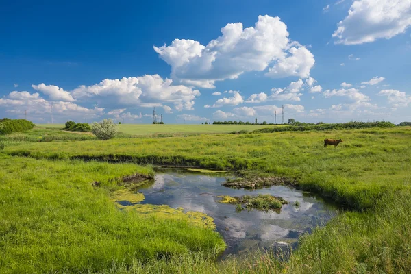 Grünes Gras, Fluss, Wolken und Kühe — Stockfoto