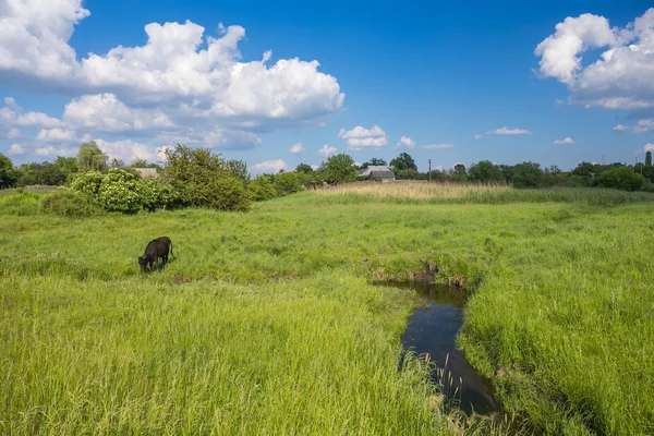 Hierba verde, río, nubes y vacas — Foto de Stock
