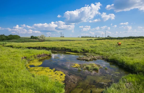 Hierba verde, río, nubes y vacas — Foto de Stock