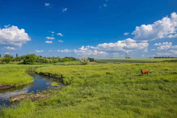 Zelená tráva, řeka, mraky a krávy — Stock fotografie