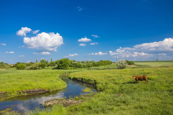 Zelená tráva, řeka, mraky a krávy — Stock fotografie