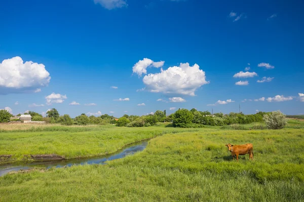 Зеленая трава, река, облака и коровы — стоковое фото