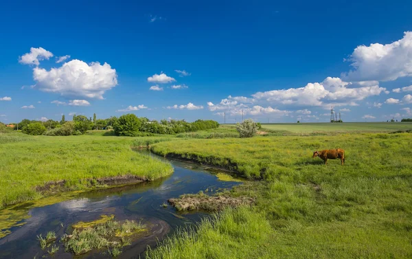 Hierba verde, río, nubes y vacas — Foto de Stock