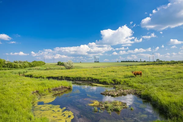Erba verde, fiume, nuvole e mucche — Foto Stock