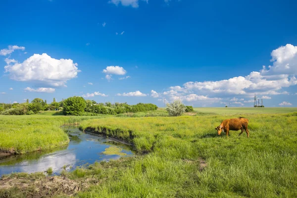 Herbe verte, rivière, nuages et vaches — Photo