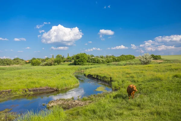 Zelená tráva, řeka, mraky a krávy — Stock fotografie