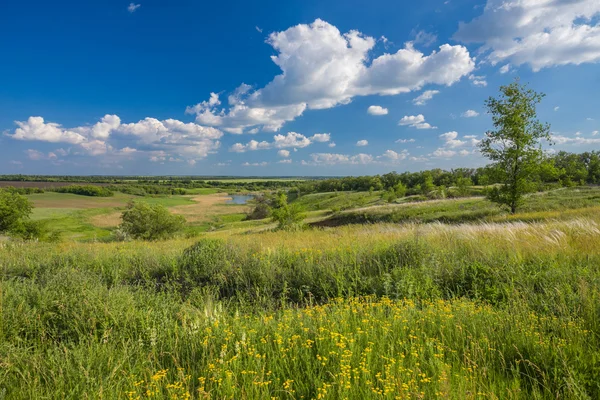 Campo su uno sfondo del cielo — Foto Stock