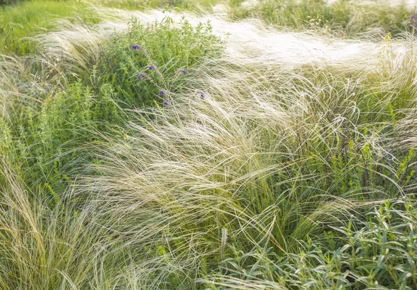Field of feather grass under the blue sky — Stock Photo, Image