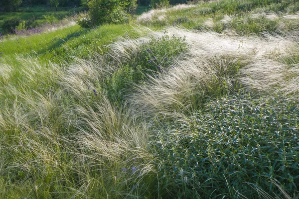 Champ d'herbe de plumes sous le ciel bleu — Photo