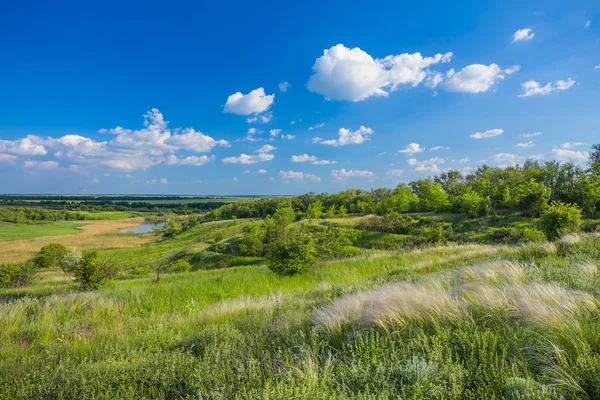 Campo de grama de penas sob o céu azul — Fotografia de Stock