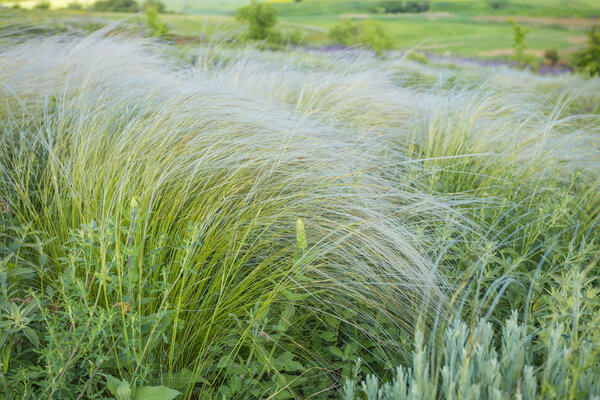 поле травы под синим небом
