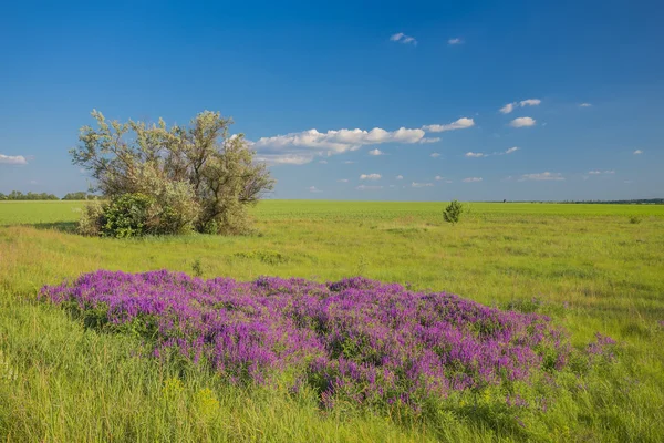 Paisaje de verano con hierba verde y carretera — Foto de Stock