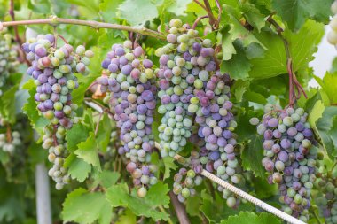 Yeşil asma ile üzüm demet sepet içinde tahta masada bırakır. 